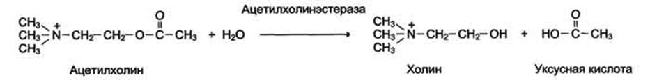 Антиметаболиты как лекарственные препараты - student2.ru