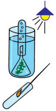 ассимиляции углекислоты веточкой элодеи - student2.ru