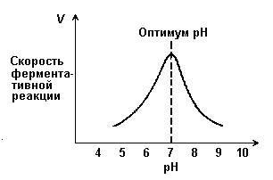 Б. Необратимое ингибирование. Необратимое ингибирование наблюдают в случае образования ковалентных стабильных связей между молекулой ингибитора и фермента - student2.ru