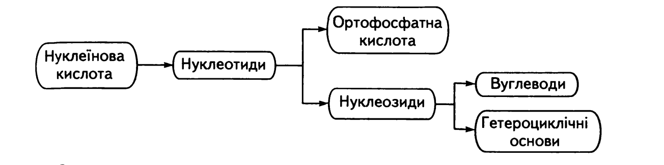 БЕЛКИ. нуклеиновые кислоты - student2.ru