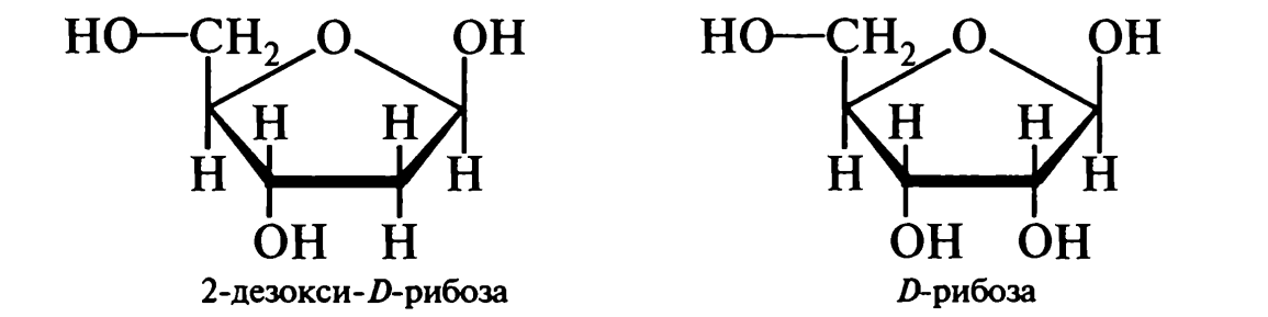 БЕЛКИ. нуклеиновые кислоты - student2.ru