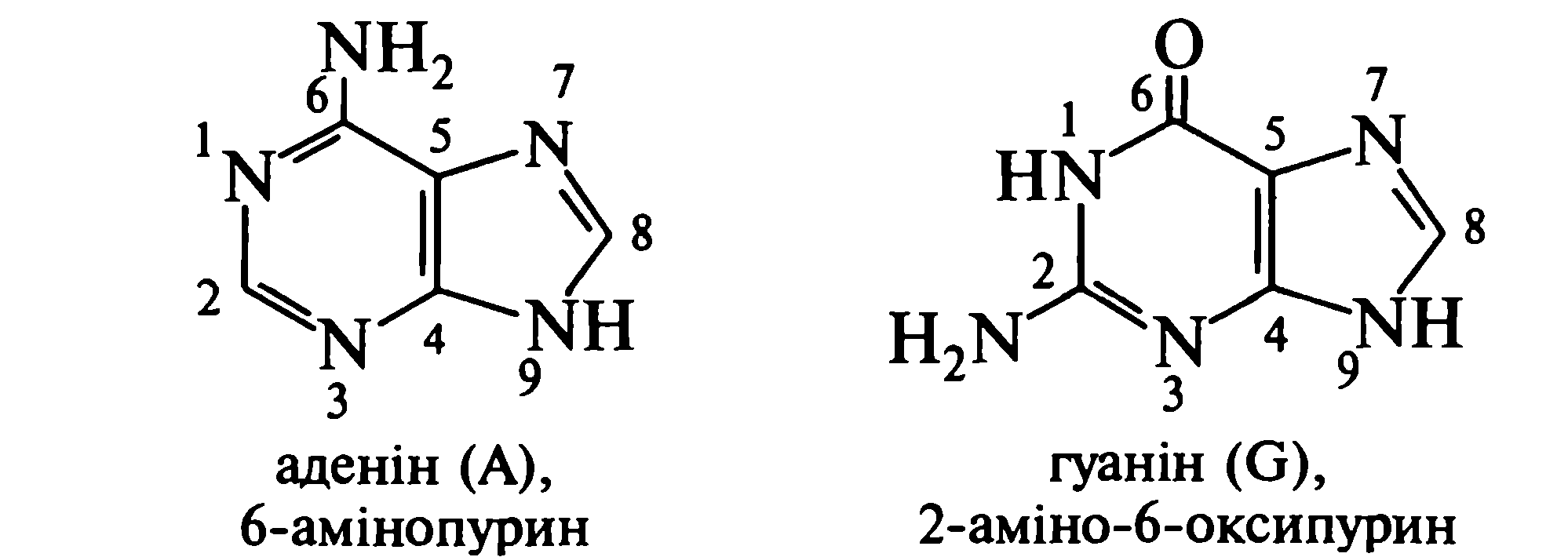 БЕЛКИ. нуклеиновые кислоты - student2.ru