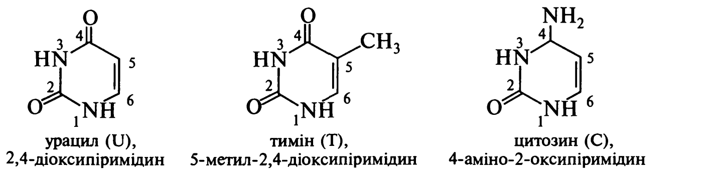 БЕЛКИ. нуклеиновые кислоты - student2.ru