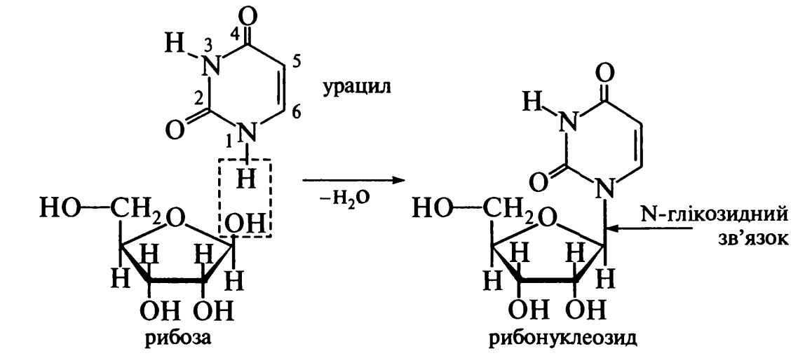 БЕЛКИ. нуклеиновые кислоты - student2.ru