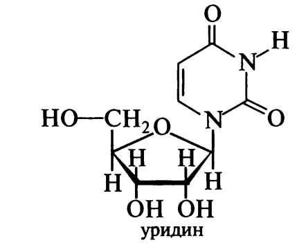 БЕЛКИ. нуклеиновые кислоты - student2.ru