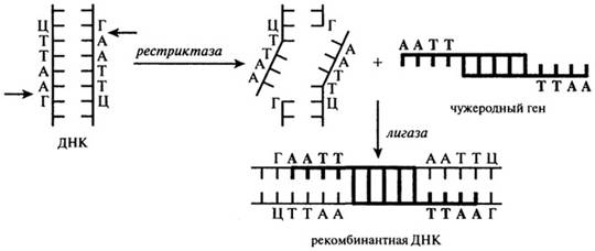 белки в питании человека. проблема белкового дефицита на земле - student2.ru