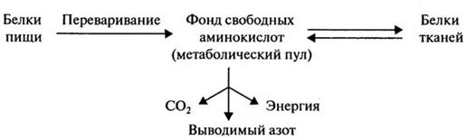 белки в питании человека. проблема белкового дефицита на земле - student2.ru