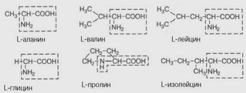 Білкові речовини: амінокислоти, білки - student2.ru