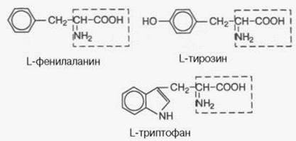 Білкові речовини: амінокислоти, білки - student2.ru