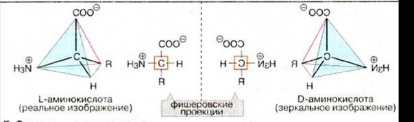 Білкові речовини: амінокислоти, білки - student2.ru