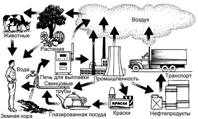 Биогеохимический цикл свинца - student2.ru