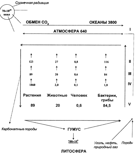 Биогеохимический цикл углерода. - student2.ru