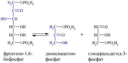 Биохимические функции цикла Кребса - student2.ru