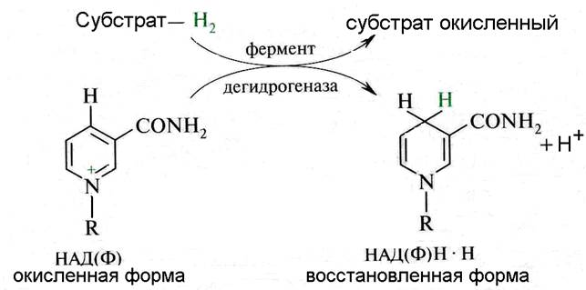 Биохимические механизмы аэробного биологического окисления - student2.ru