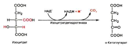 Биохимия, ее задачи, значение биохимии для медицины. - student2.ru