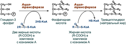 Биохимия, ее задачи, значение биохимии для медицины. - student2.ru