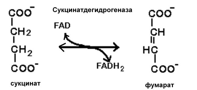 Биохимия, ее задачи, значение биохимии для медицины. - student2.ru