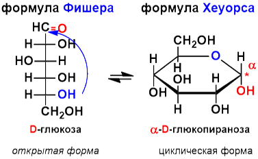 Биологическая роль углеводов - student2.ru