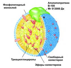 Биологические функции липидов - student2.ru