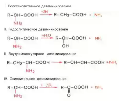 Биологическое значение обмена гликогена в печени и мышцах - student2.ru