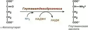 Биологическое значение обмена гликогена в печени и мышцах - student2.ru