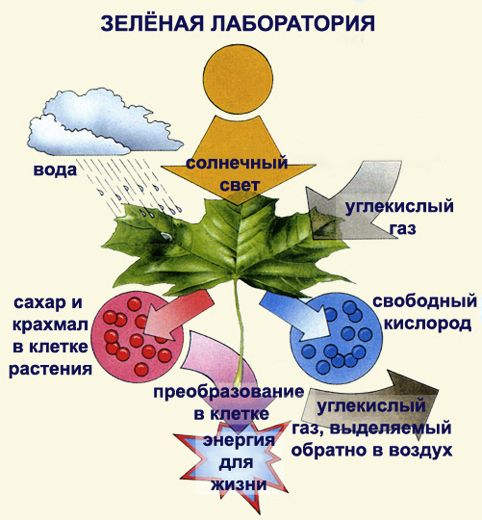 биосфера и роль живых организмов в геохимических процессах - student2.ru