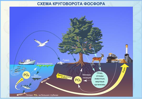 биосфера и роль живых организмов в геохимических процессах - student2.ru
