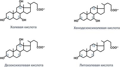 Биосинтез белка на рибосомах - student2.ru