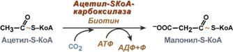 Биосинтез белка на рибосомах - student2.ru