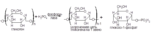 Биосинтез гликогена и крахмала - student2.ru