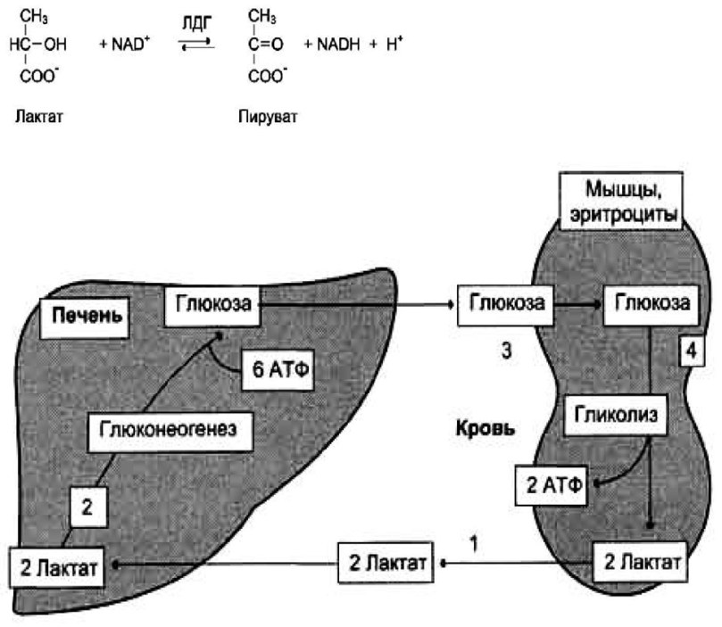Биосинтез и распад гликогена в тканях. Биологическая роль этих процессов. - student2.ru