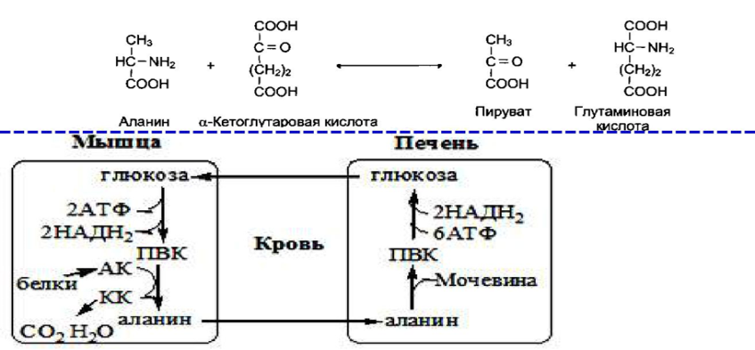 Биосинтез и распад гликогена в тканях. Биологическая роль этих процессов. - student2.ru