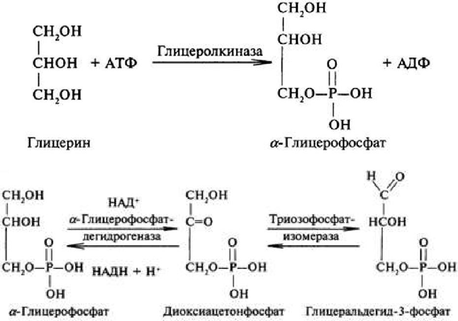 Биосинтез и распад гликогена в тканях. Биологическая роль этих процессов. - student2.ru