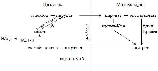 Биосинтез жирных кислот - student2.ru