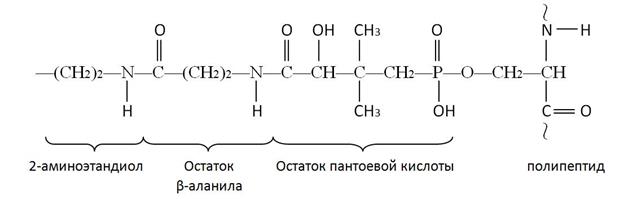 Биосинтез жирных кислот - student2.ru
