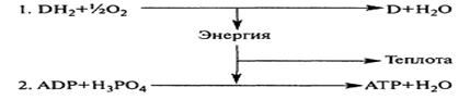 Цепь переноса электронов (ЦПЭ) - student2.ru