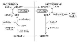 челночные механизмы переноса водорода - student2.ru