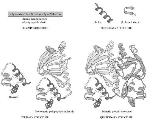 Четвертичная структура белка - student2.ru