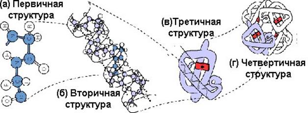 Четвертичная структура белков - student2.ru