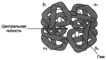 Четвертичная структура гемоглобина - student2.ru