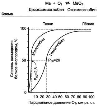 Четвертичная структура гемоглобина - student2.ru