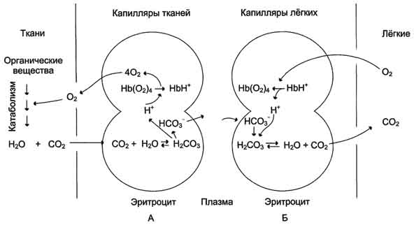 Четвертичная структура гемоглобина - student2.ru