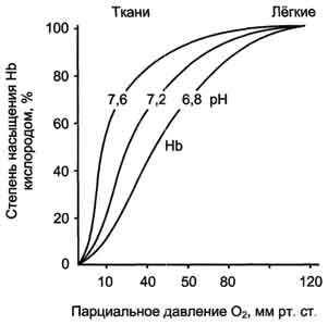 Четвертичная структура гемоглобина - student2.ru