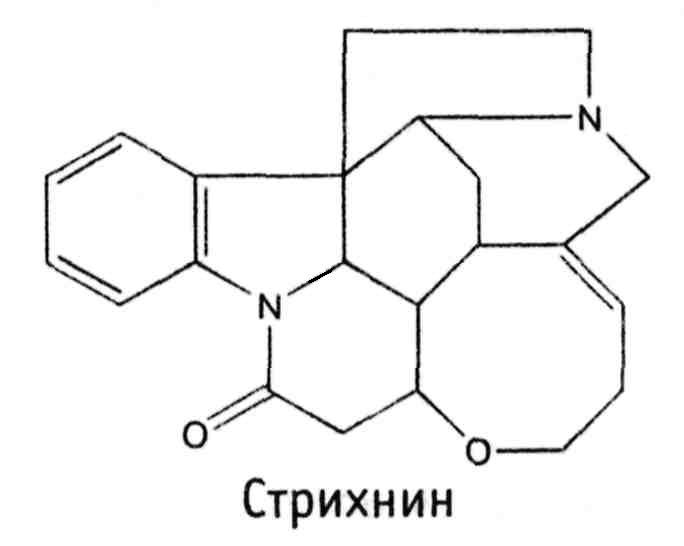 Чилибуха - Strychnos nux-vomica L - student2.ru