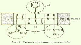 Чт аминокислоты, белки, ферменты, нуклеиновые кислоты - student2.ru