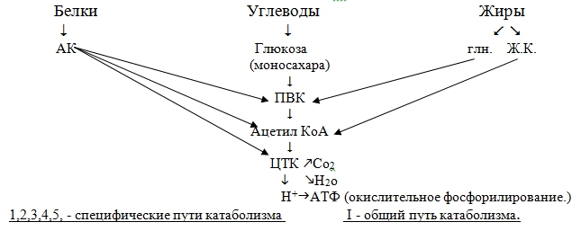 Что такое катаболизм и анаболизм. Нарисуйте общую схему катаболизма, укажите этапы обмена веществ. Что значит специфические и общие пути катаболизма? - student2.ru