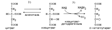 цикл трикарбоновых кислот - student2.ru