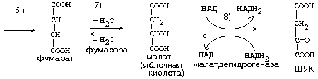 цикл трикарбоновых кислот - student2.ru