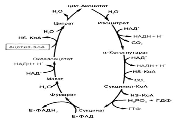 цикл трикарбоновых кислот (цикл кребса) - student2.ru