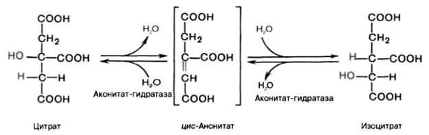 цикл трикарбоновых кислот (цикл кребса) - student2.ru